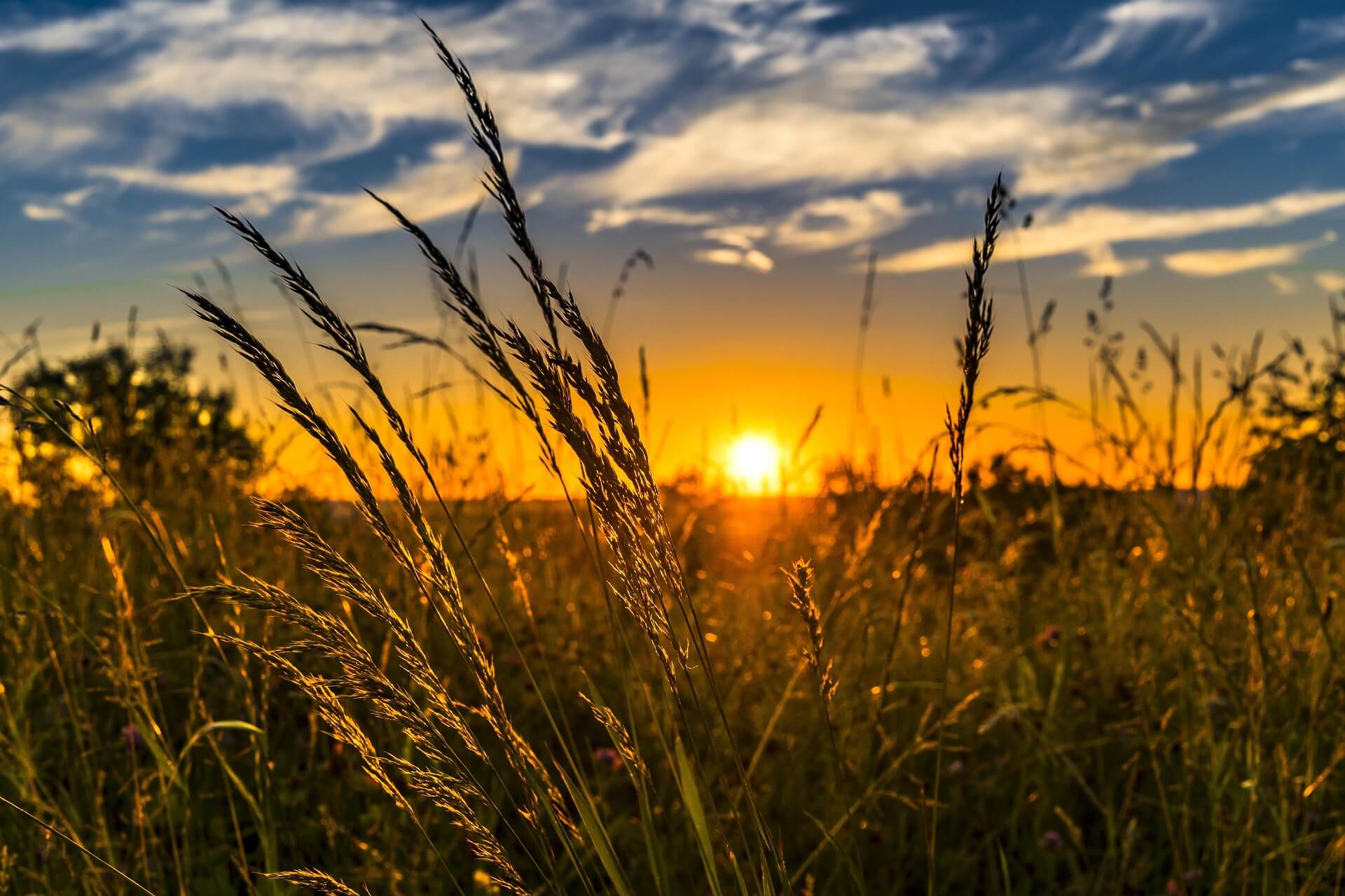 Agriculture Insurance